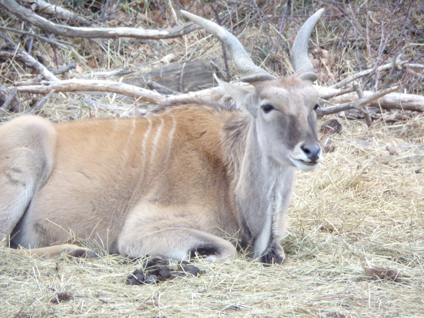 Common Eland - Réserve Africaine de Sigean (2024)