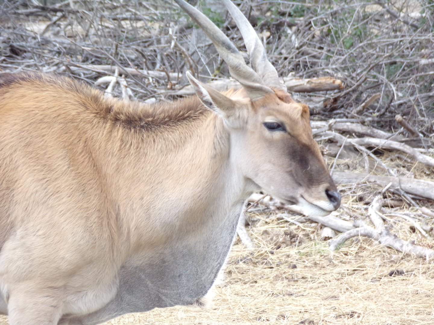 Common Eland - Réserve Africaine de Sigean (2024)