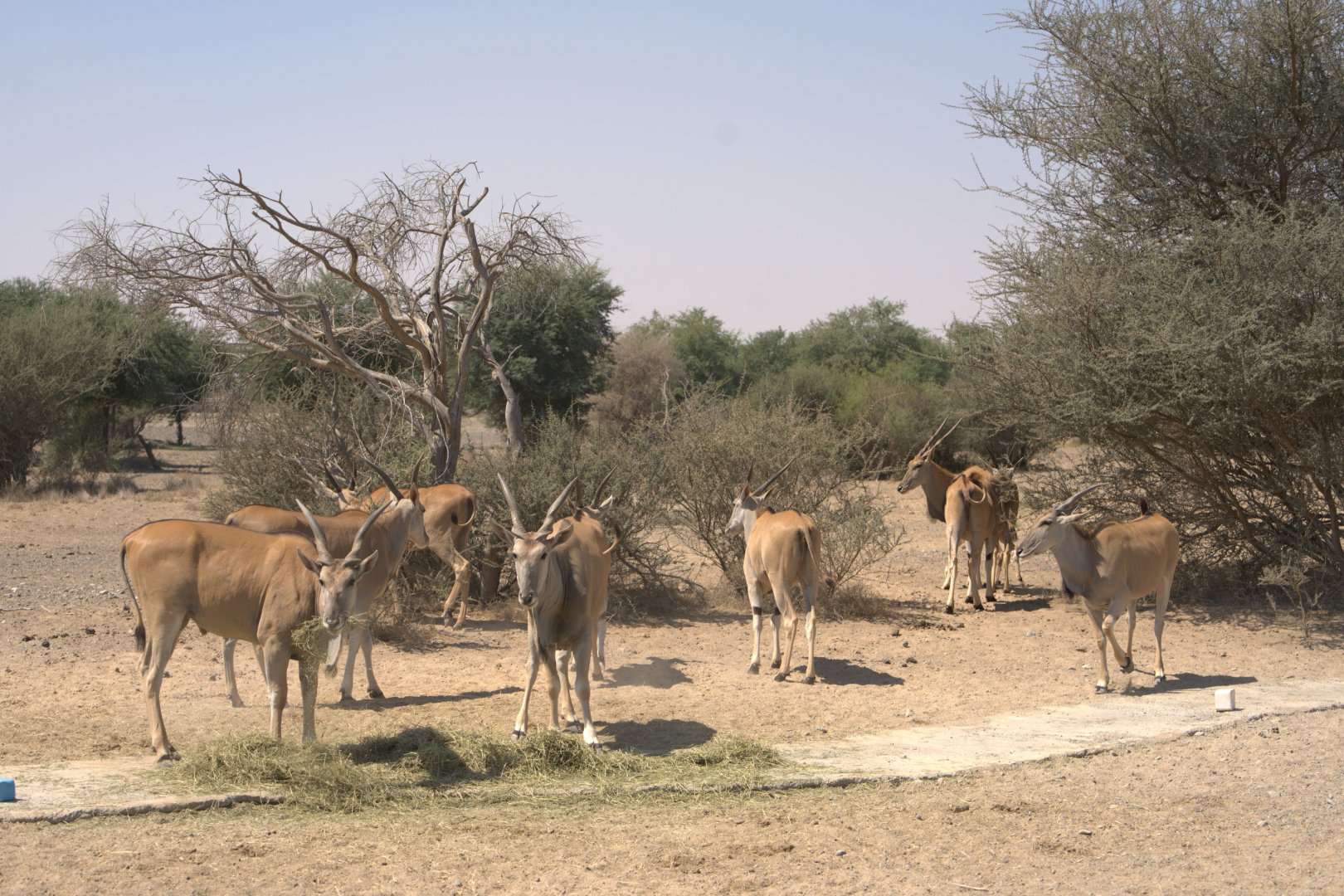 Common Eland, Savanna