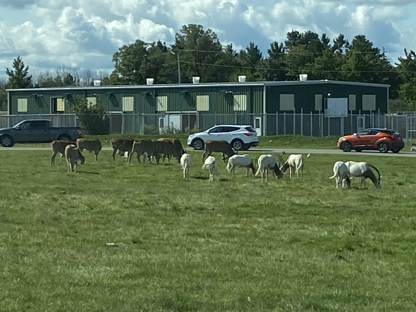 Common Eland, Scimitar-Horned Oryx and, Addax