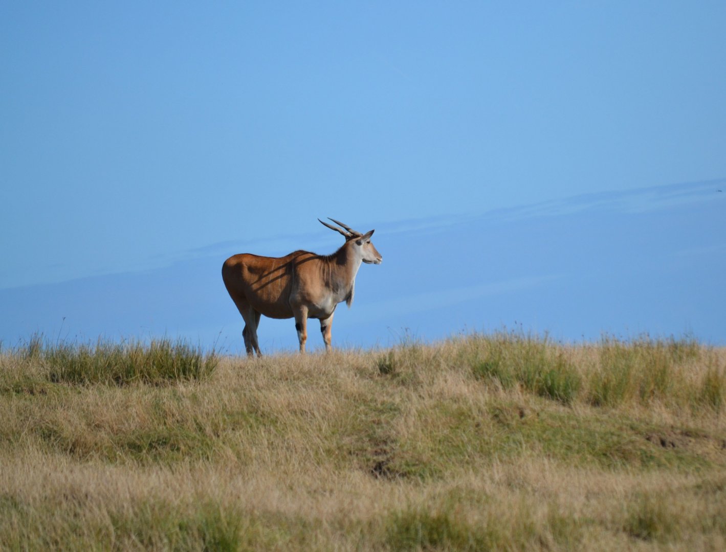 Common Eland - September 2016