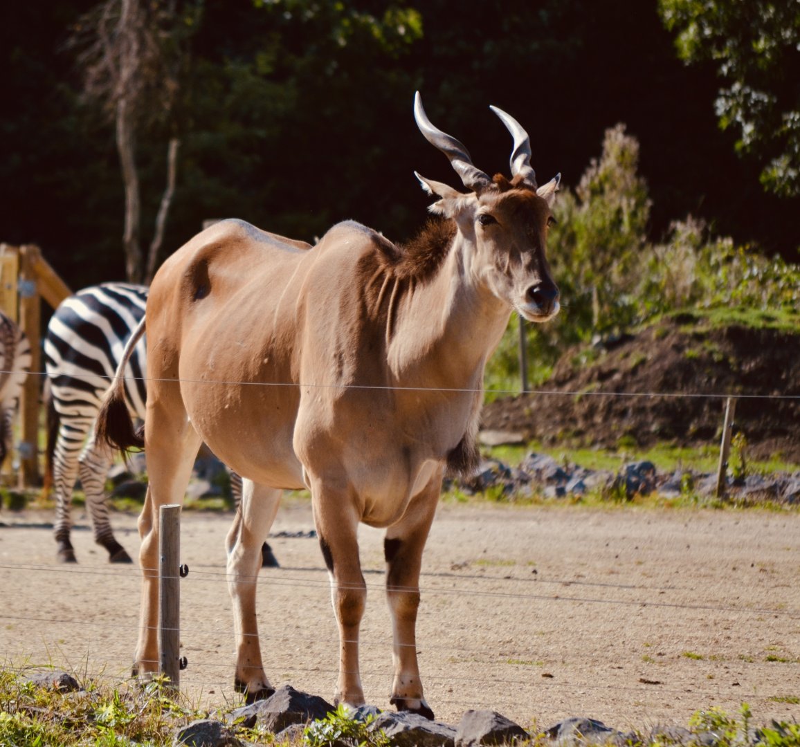Common Eland - September 2020
