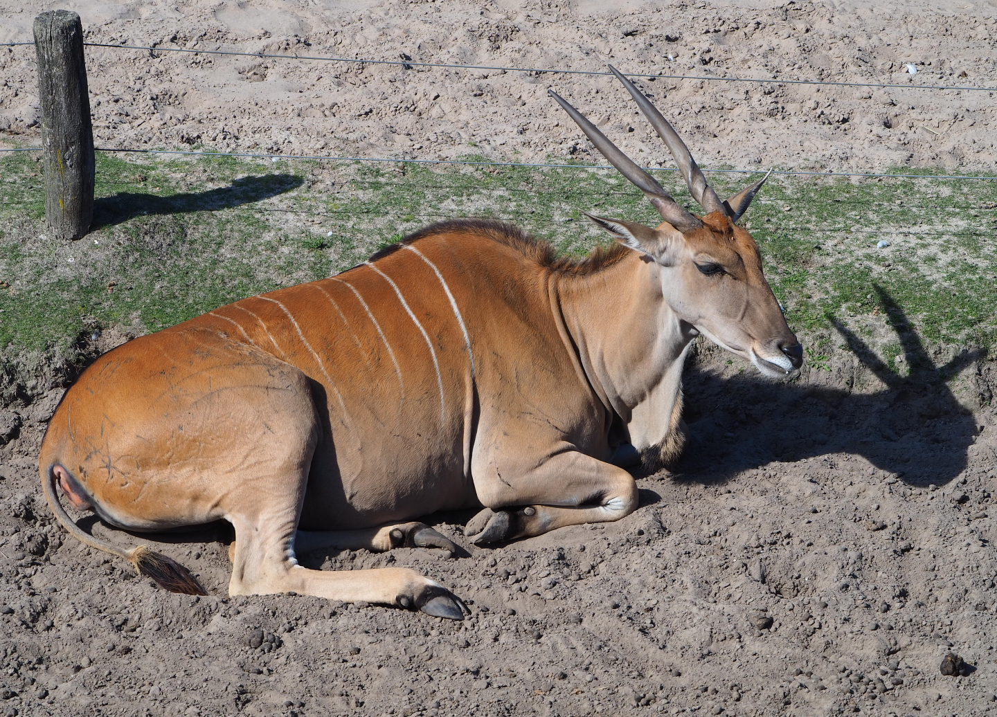 Common eland (Taurotragus oryx), 2019-09-15