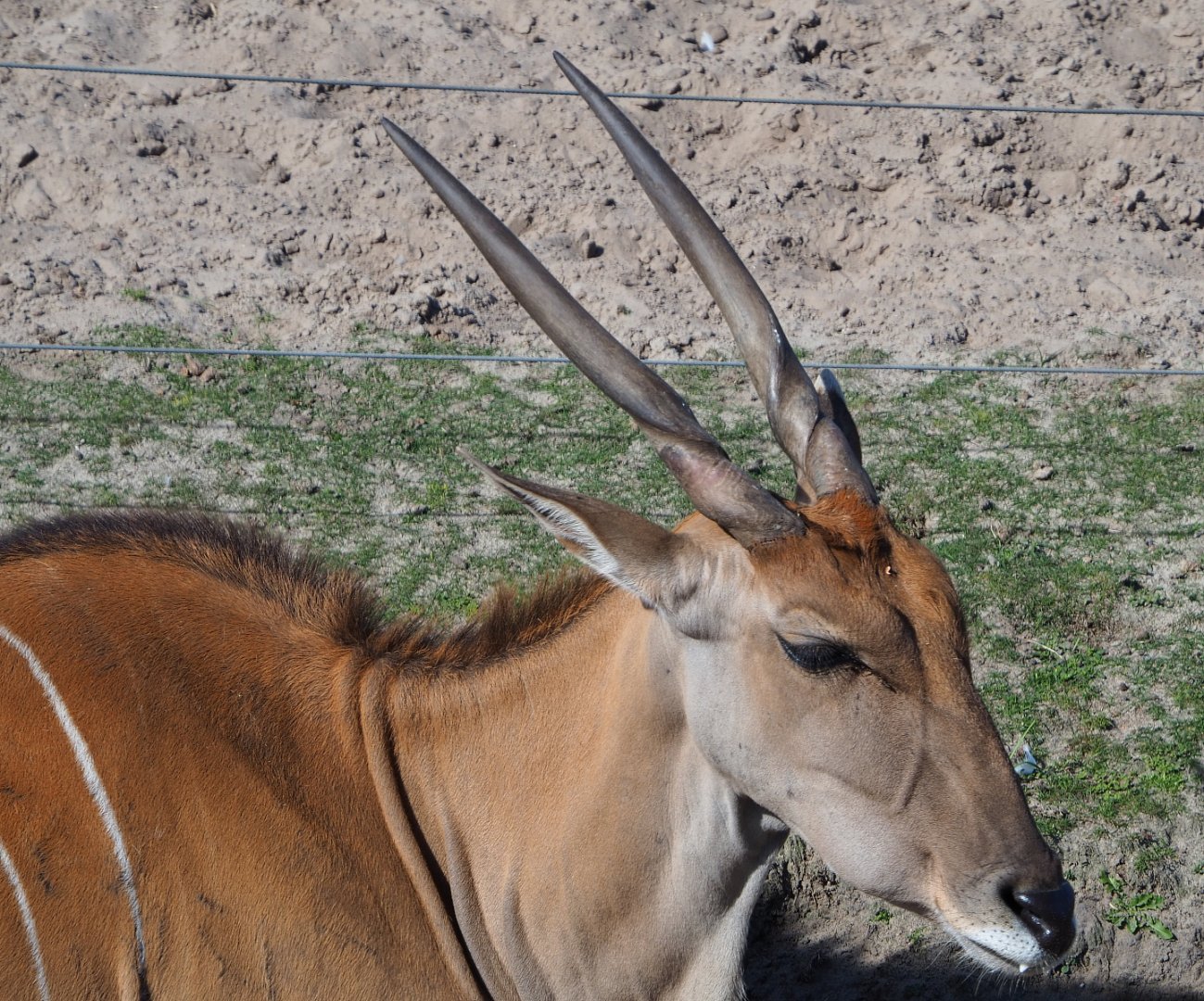 Common eland (Taurotragus oryx), 2019-09-15