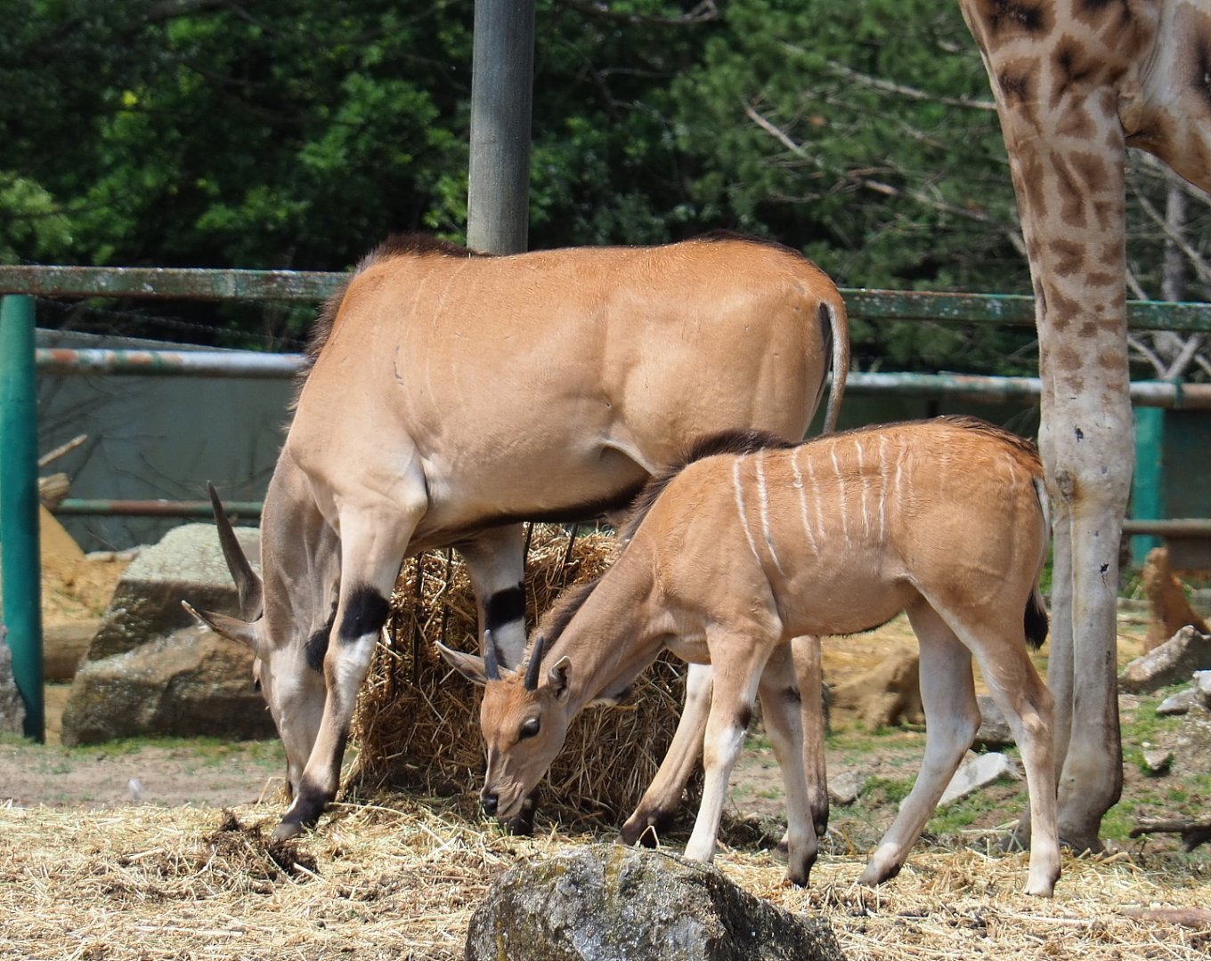 Common eland (Taurotragus oryx), 2021-06-15