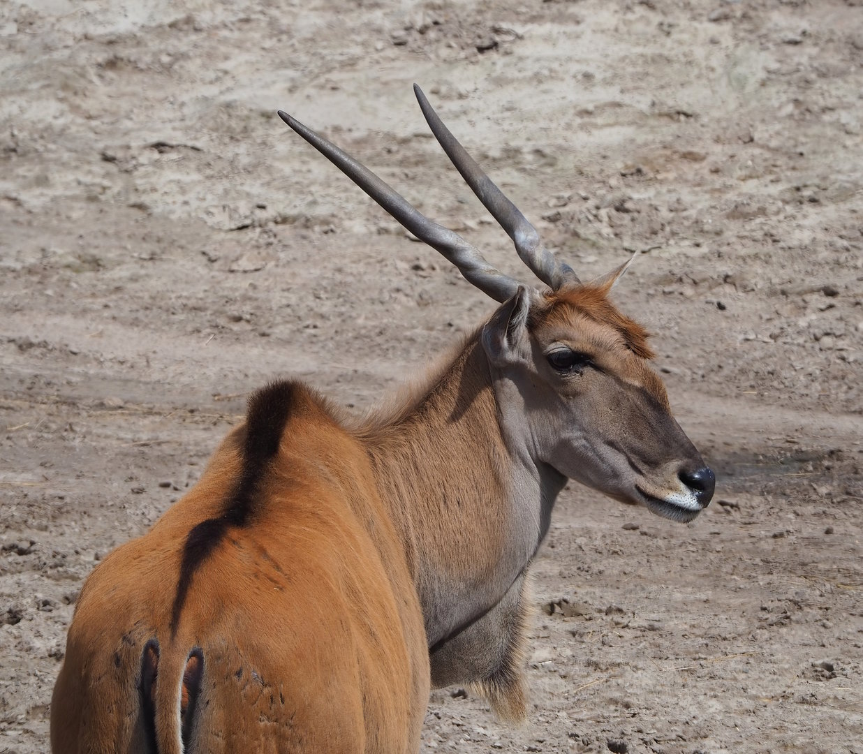 Common eland (Taurotragus oryx), 2022-06-12