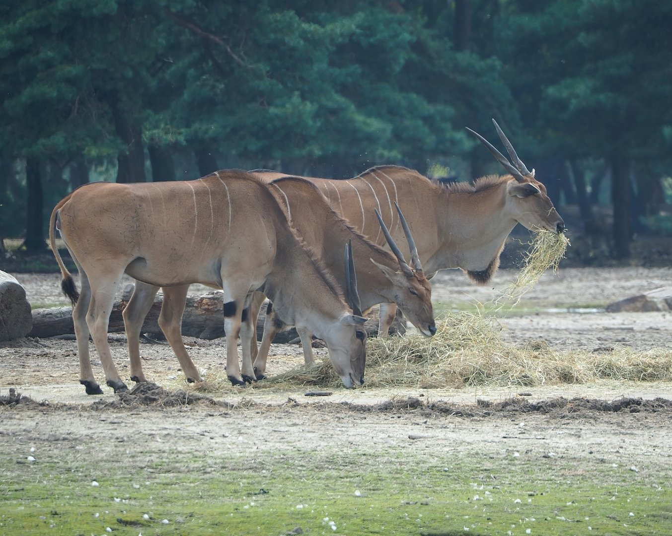 Common eland (Taurotragus oryx), 2023-08-15