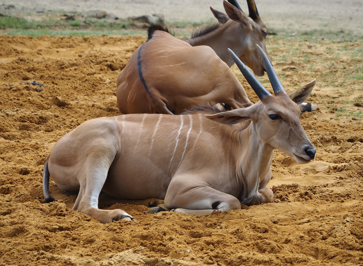 Common eland (Taurotragus oryx), 2024-08-05