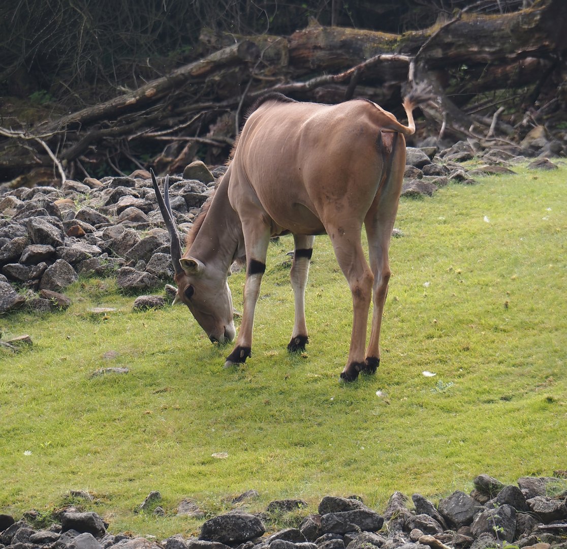 Common eland (Taurotragus oryx), 2024-08-05