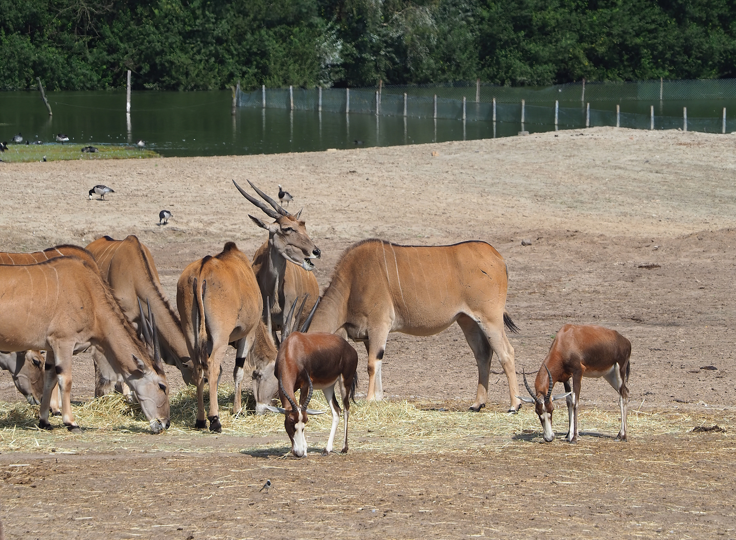 Common eland (Taurotragus oryx) and Blesbok (Damaliscus pygargus phillipsi), 2023-08-15