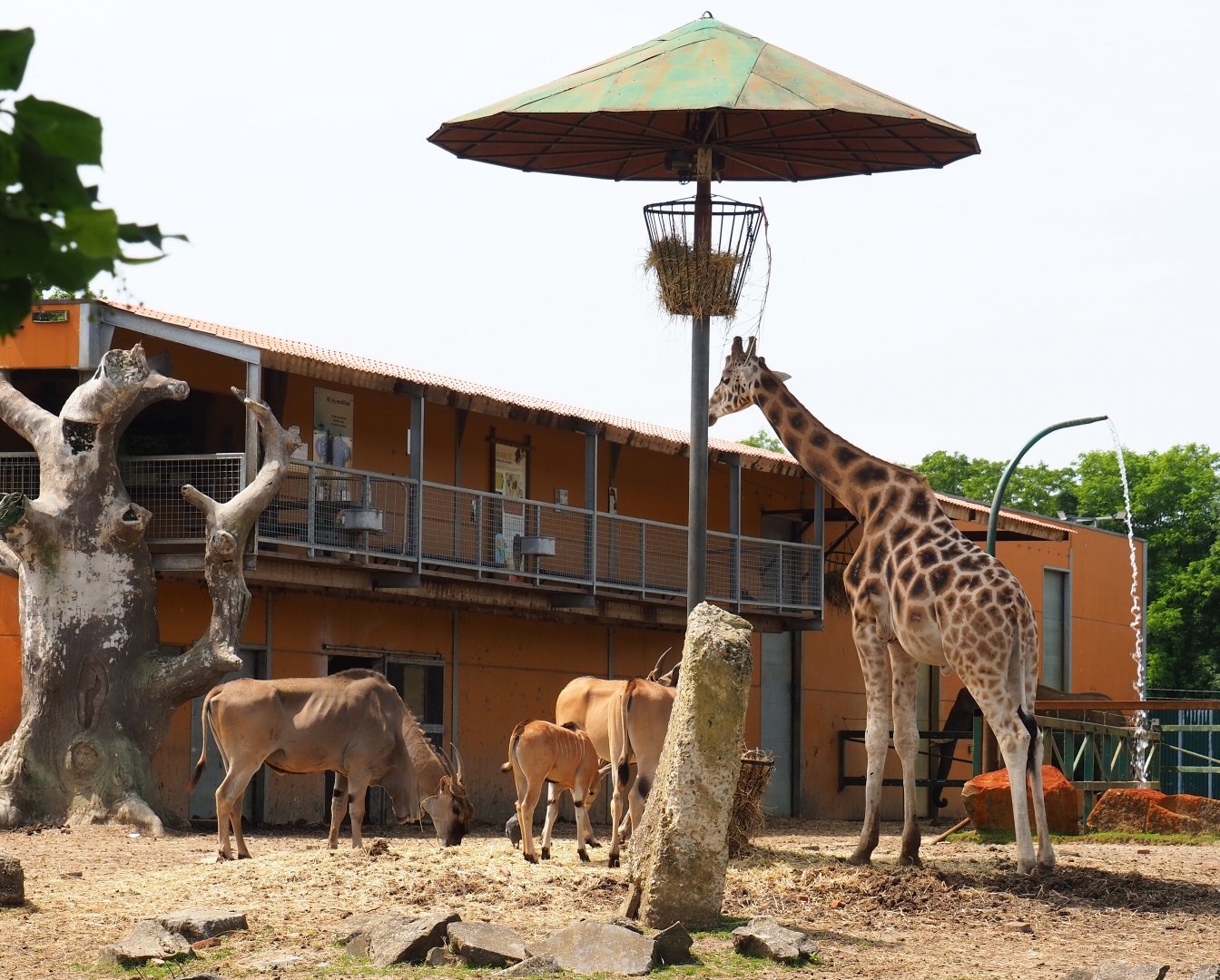 Common eland (Taurotragus oryx) and Rothschild's giraffe (Giraffa camelopardalis rothschildi) in the savanna exhibit, 2021-06-15