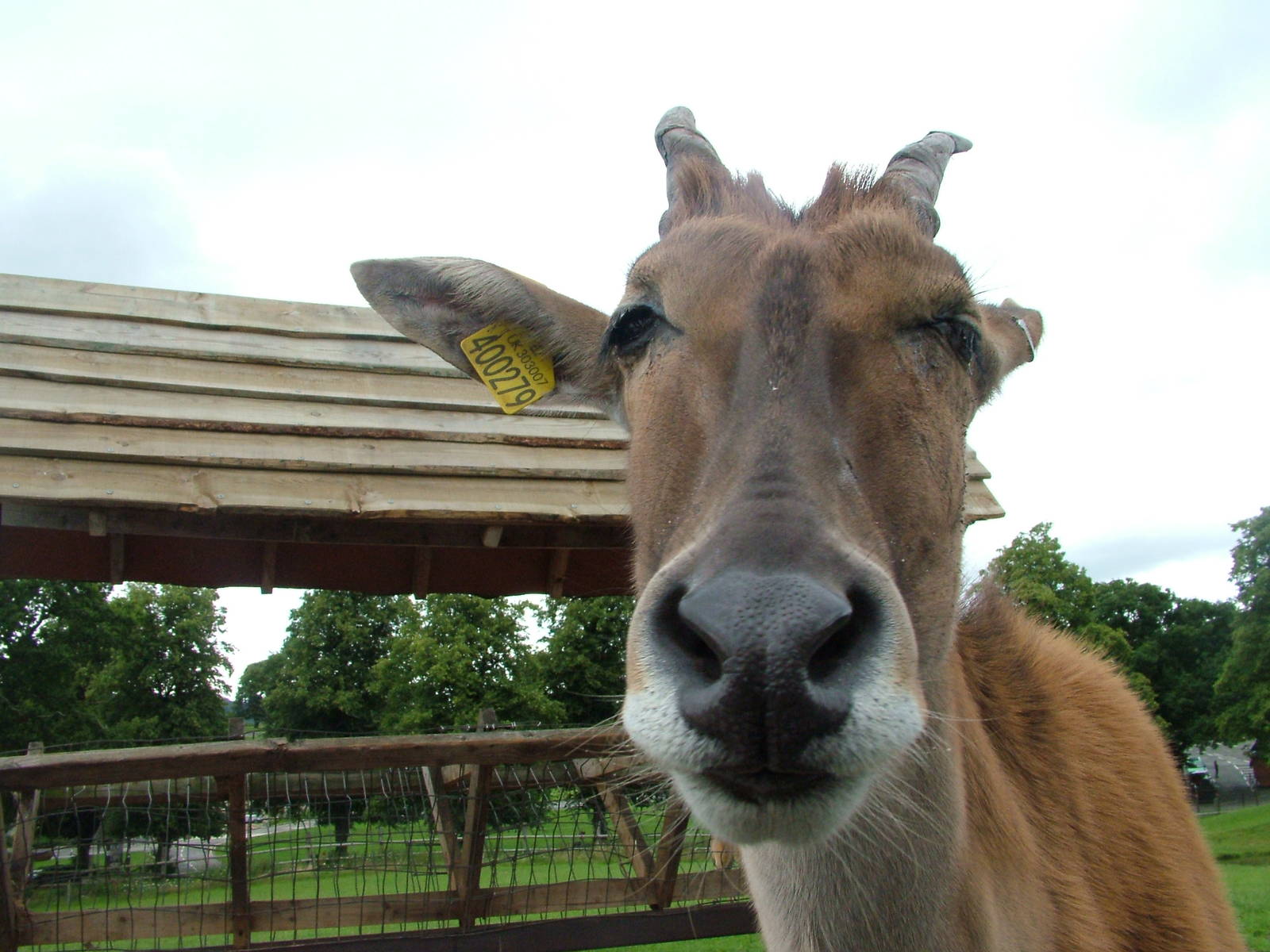 Common Eland (Taurotragus oryx) at West Midland Safari Park