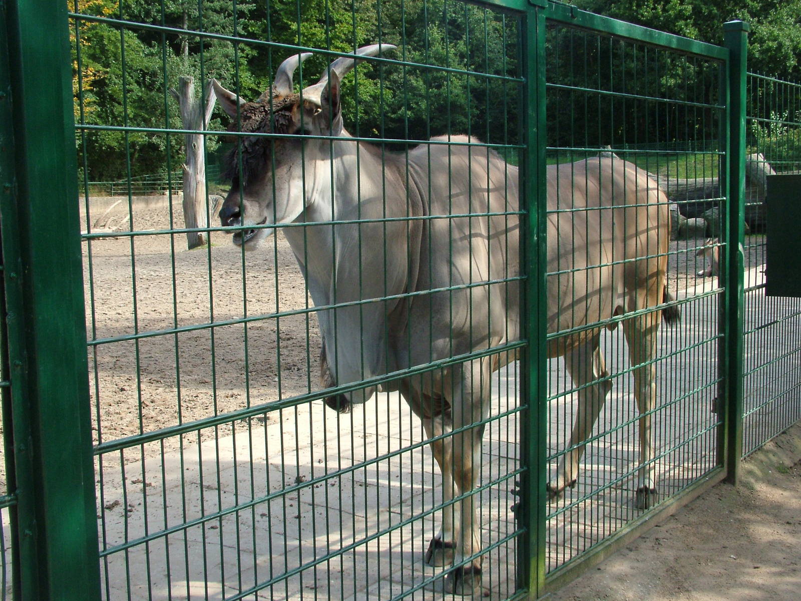 Common Eland (Taurotragus oryx) bull at Tierpark Gettorf 2007