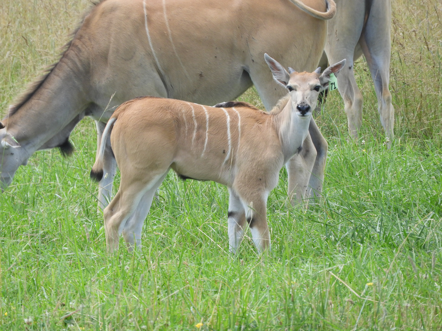 Common Eland (Taurotragus oryx) calf