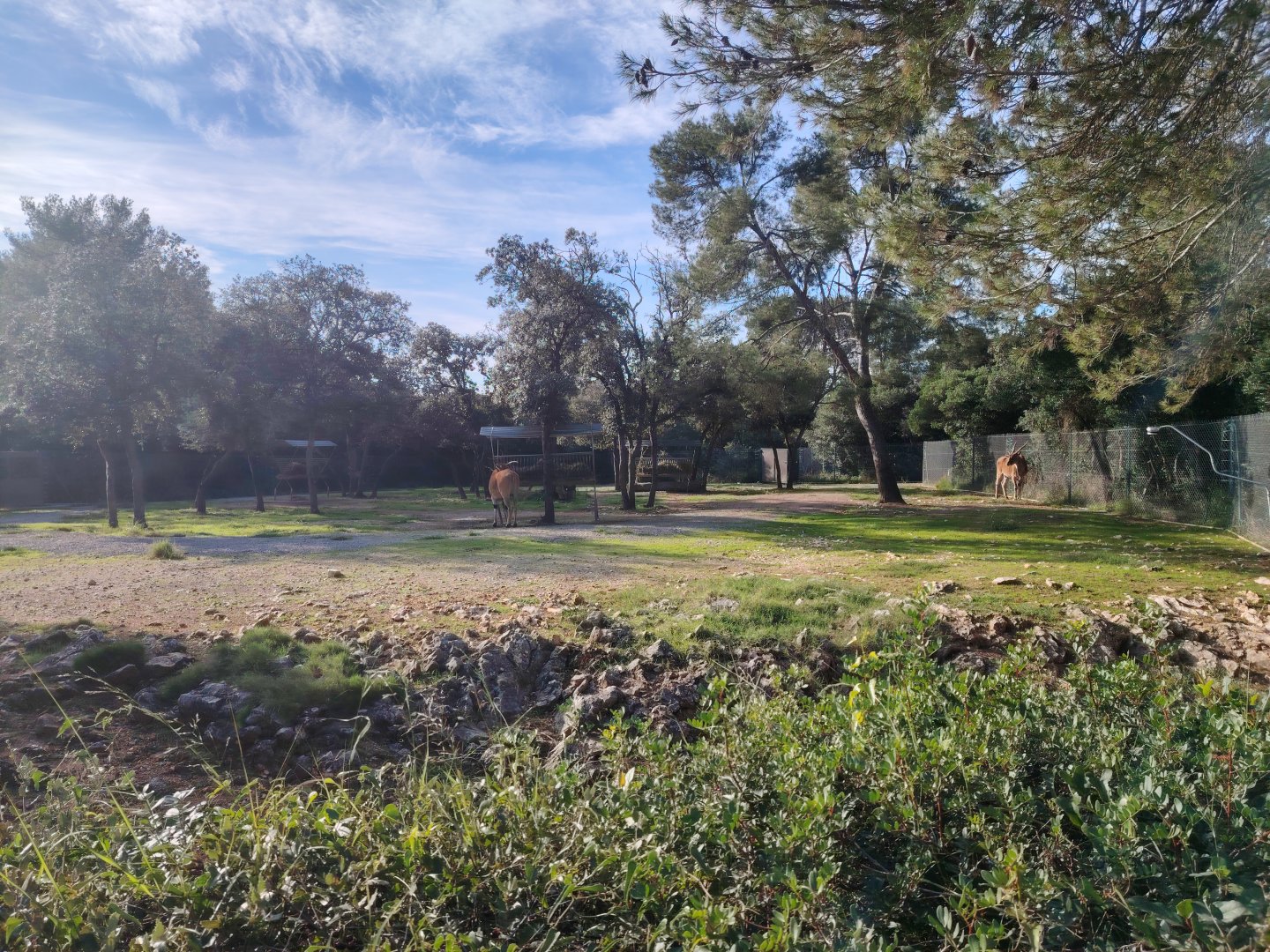 Common Eland (Taurotragus oryx) Exhibit