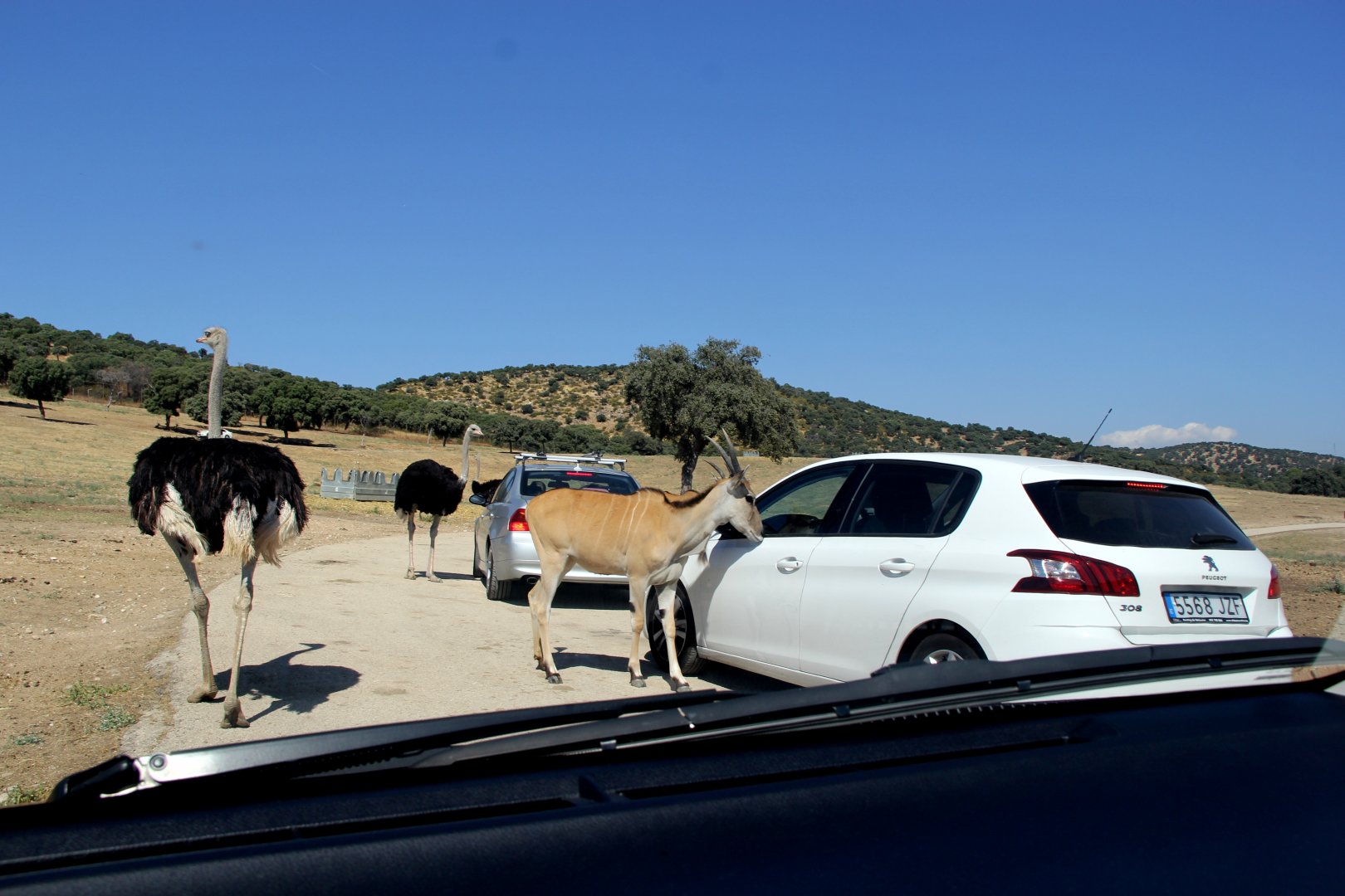 common eland (Taurotragus oryx) with ostrich (Struthio camelus)