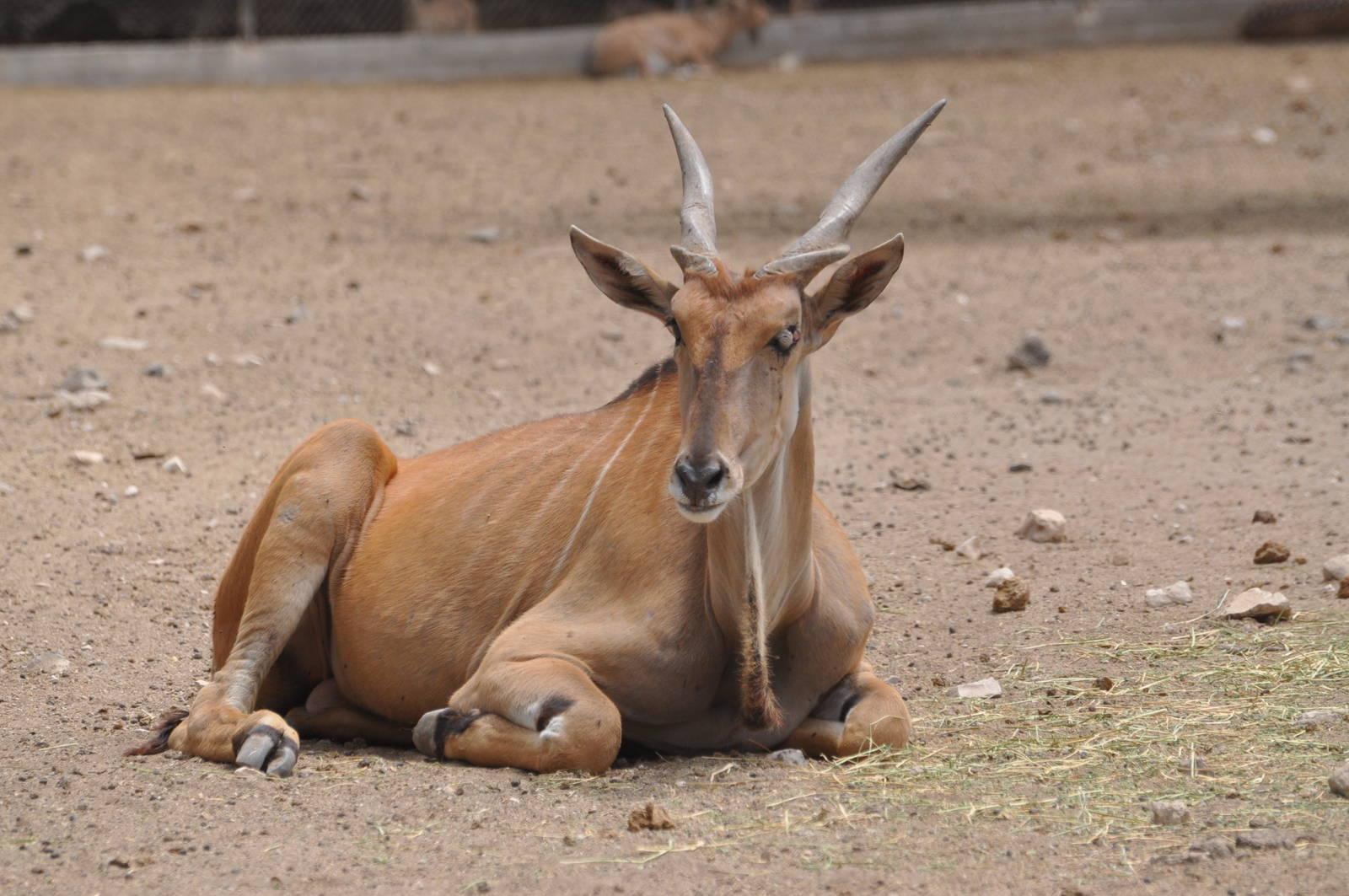 Common eland/ Taurotragus oryx