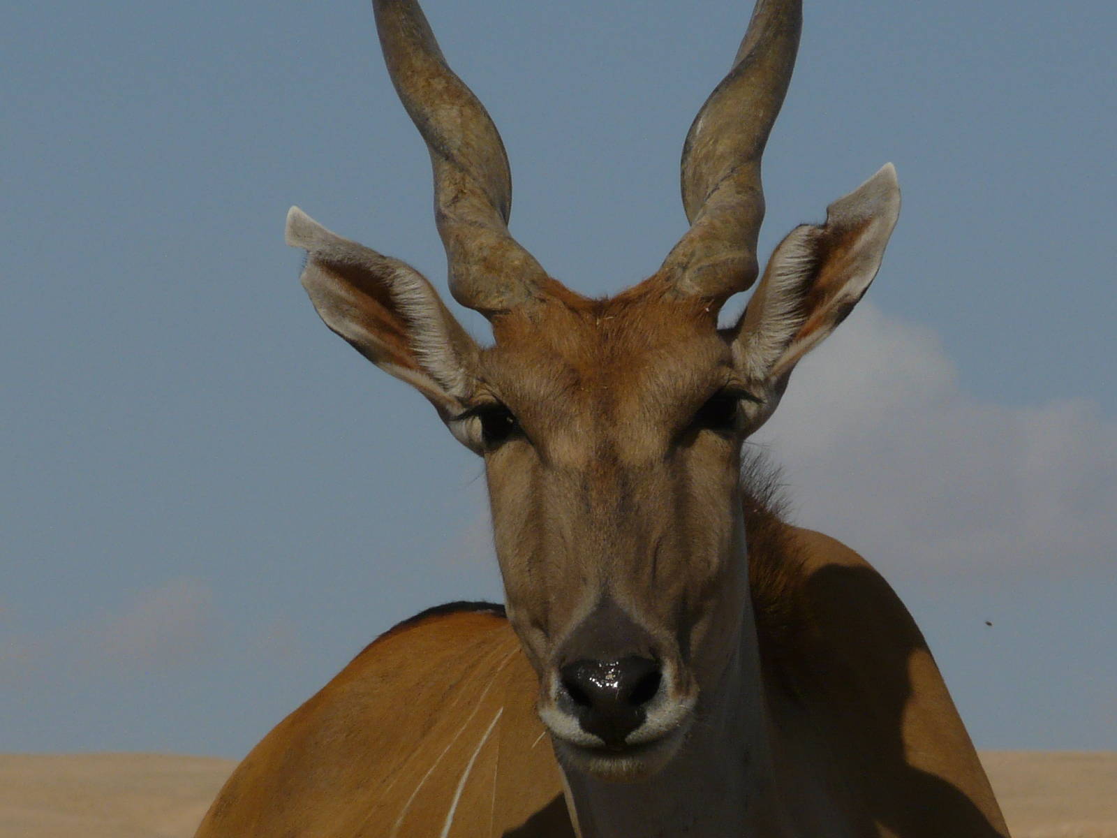 Common eland/ Taurotragus oryx