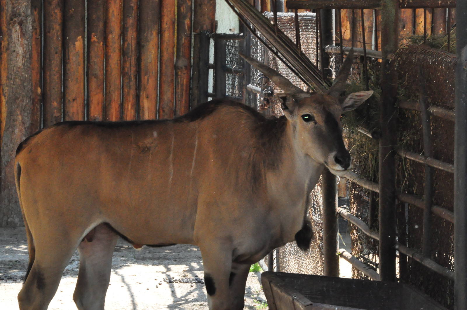 Common eland/ Taurotragus oryx
