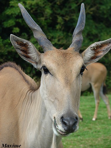 Common eland (Taurotragus oryx)