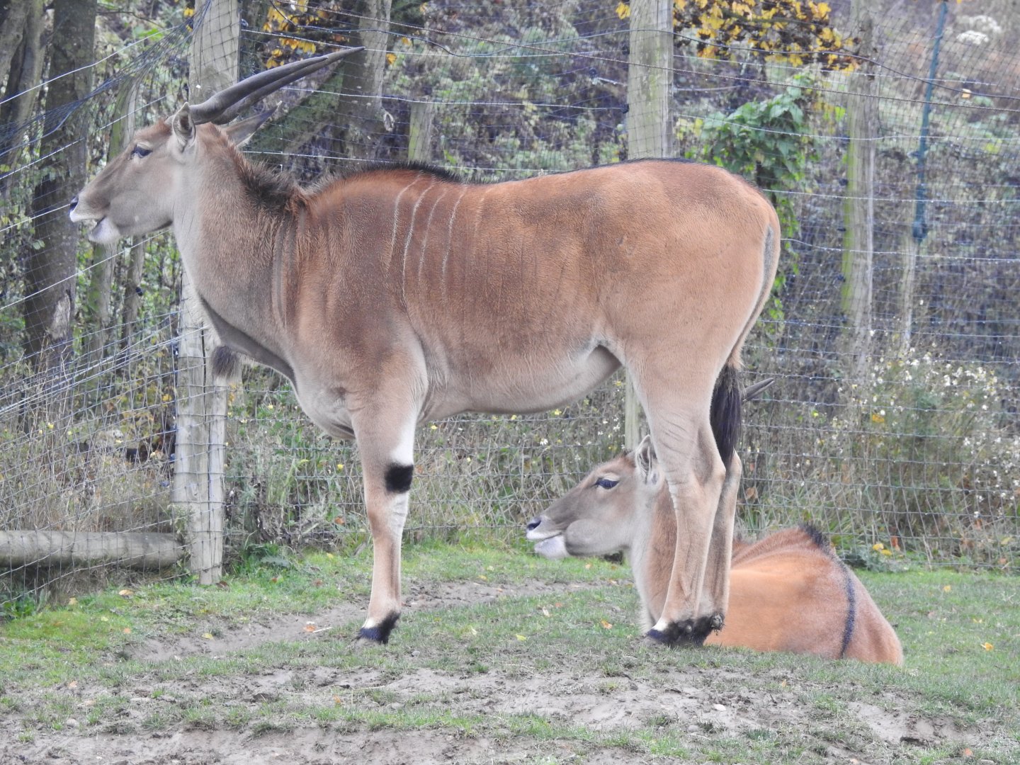 Common Eland (Taurotragus oryx)