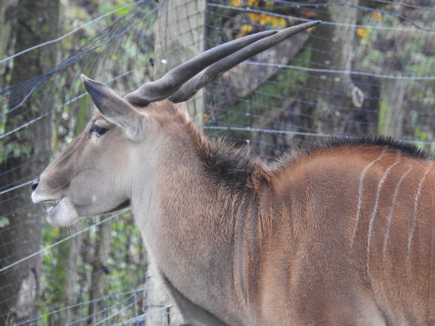 Common Eland (Taurotragus oryx)