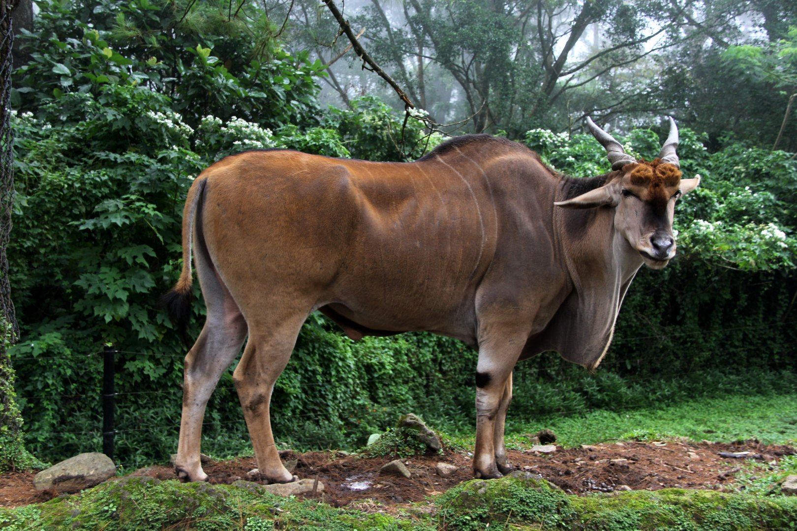 common eland (Taurotragus oryx)