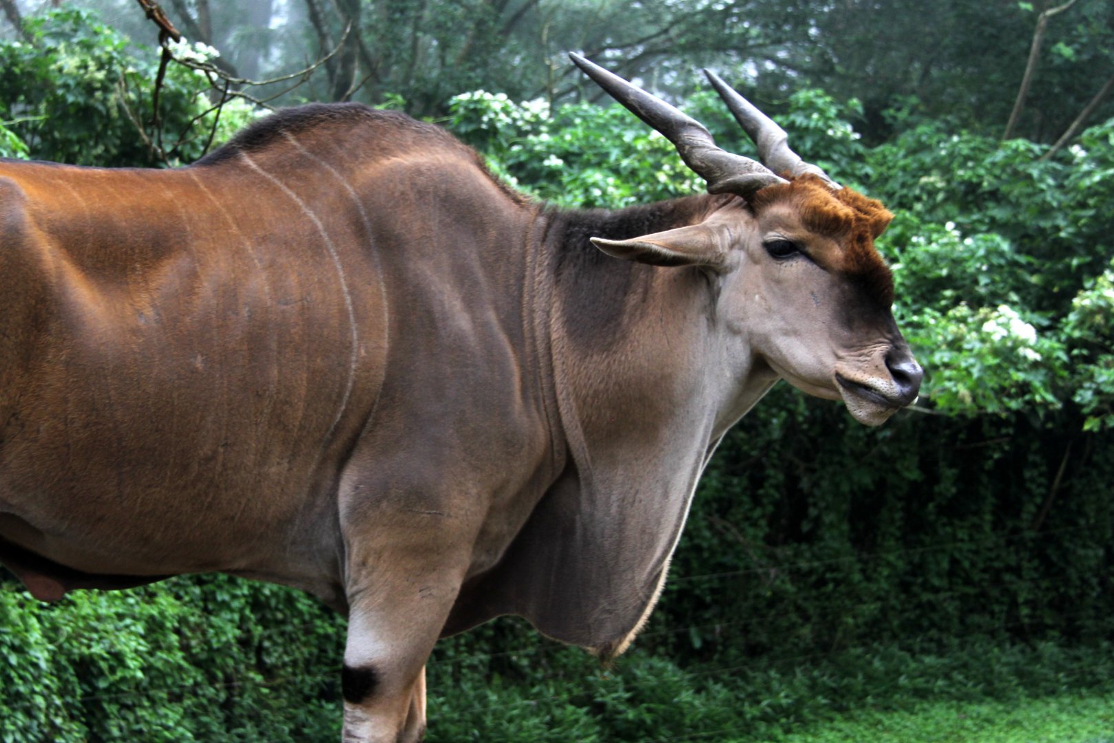common eland (Taurotragus oryx)