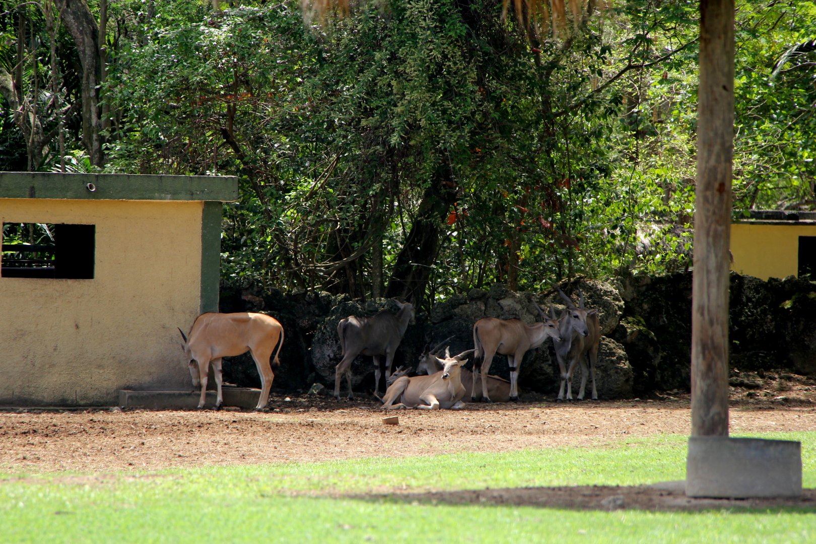 common eland (Taurotragus oryx)