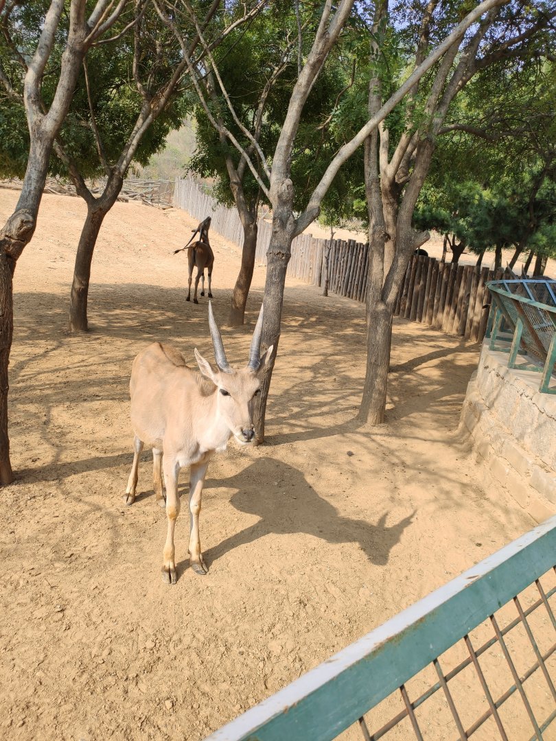 common eland (Taurotragus oryx)