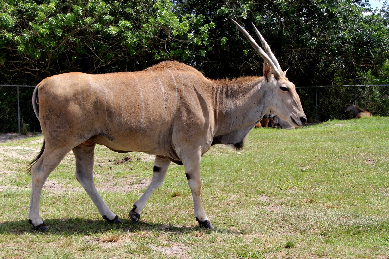 common eland (Taurotragus oryx)