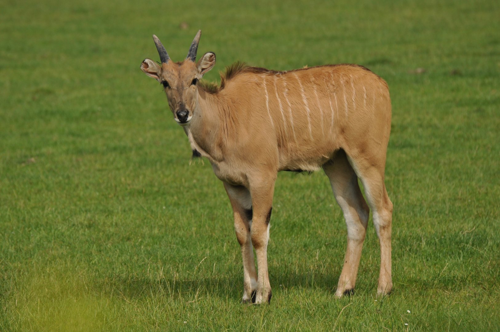 Common eland (Taurotragus oryx)
