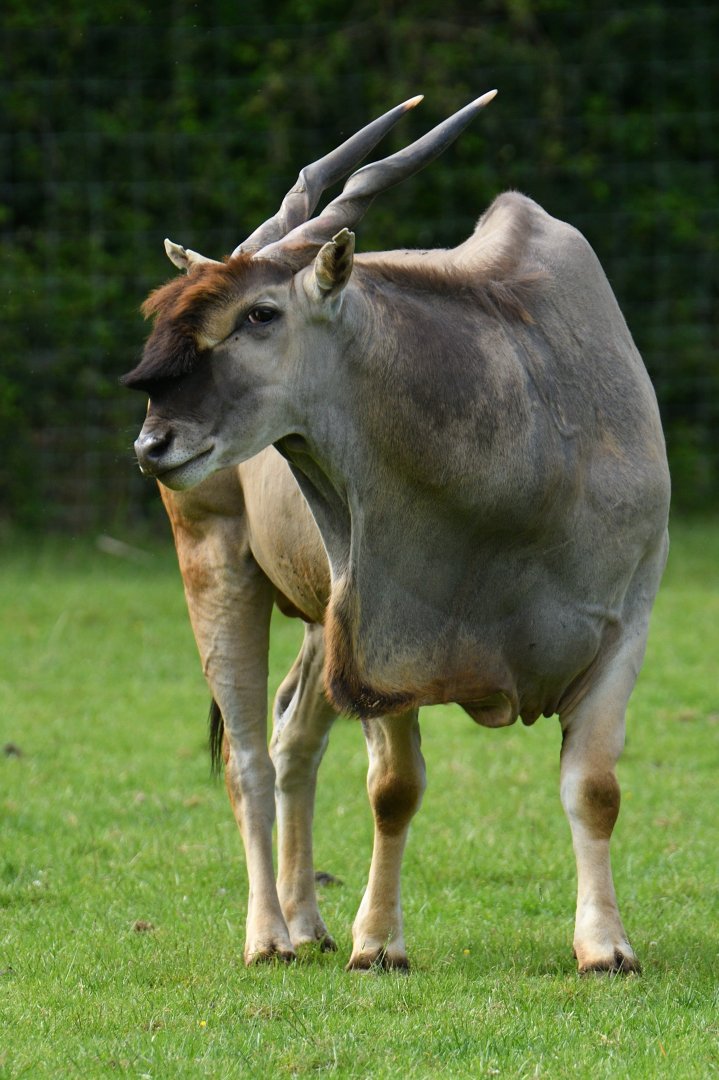 Common eland (Taurotragus oryx)