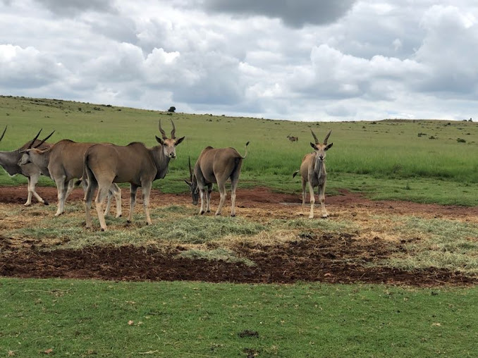 Common Eland (Taurotragus oryx)