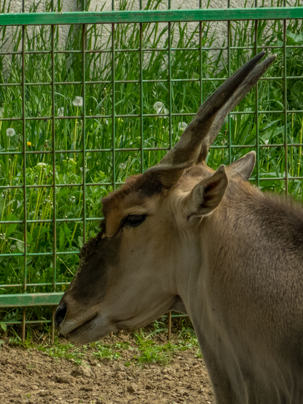 common eland (Taurotragus oryx)