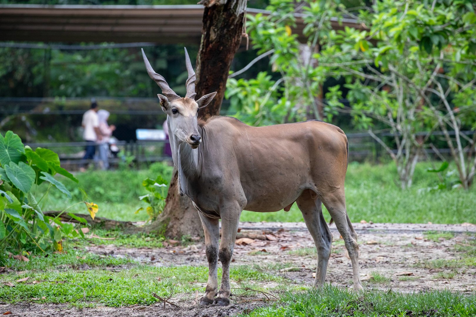 common eland (Taurotragus oryx)