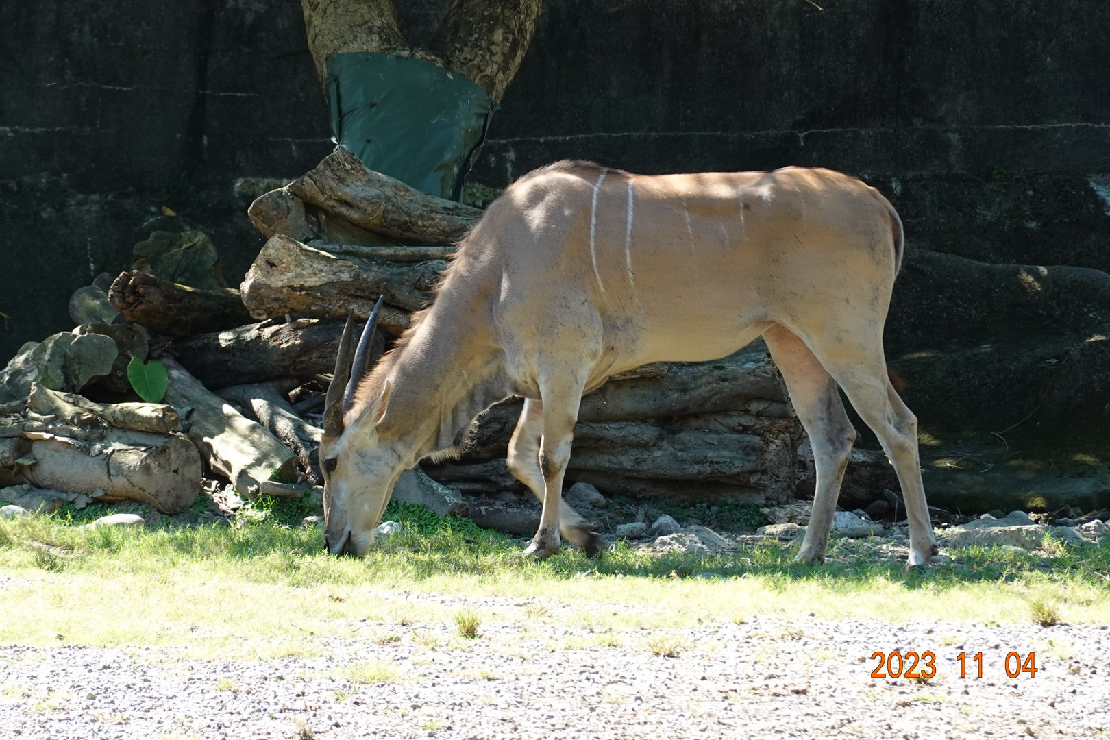 Common Eland (Taurotragus oryx)