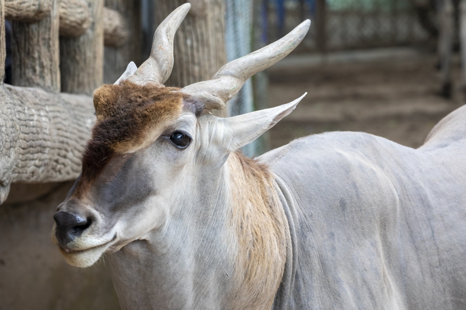 Common eland (Taurotragus oryx)