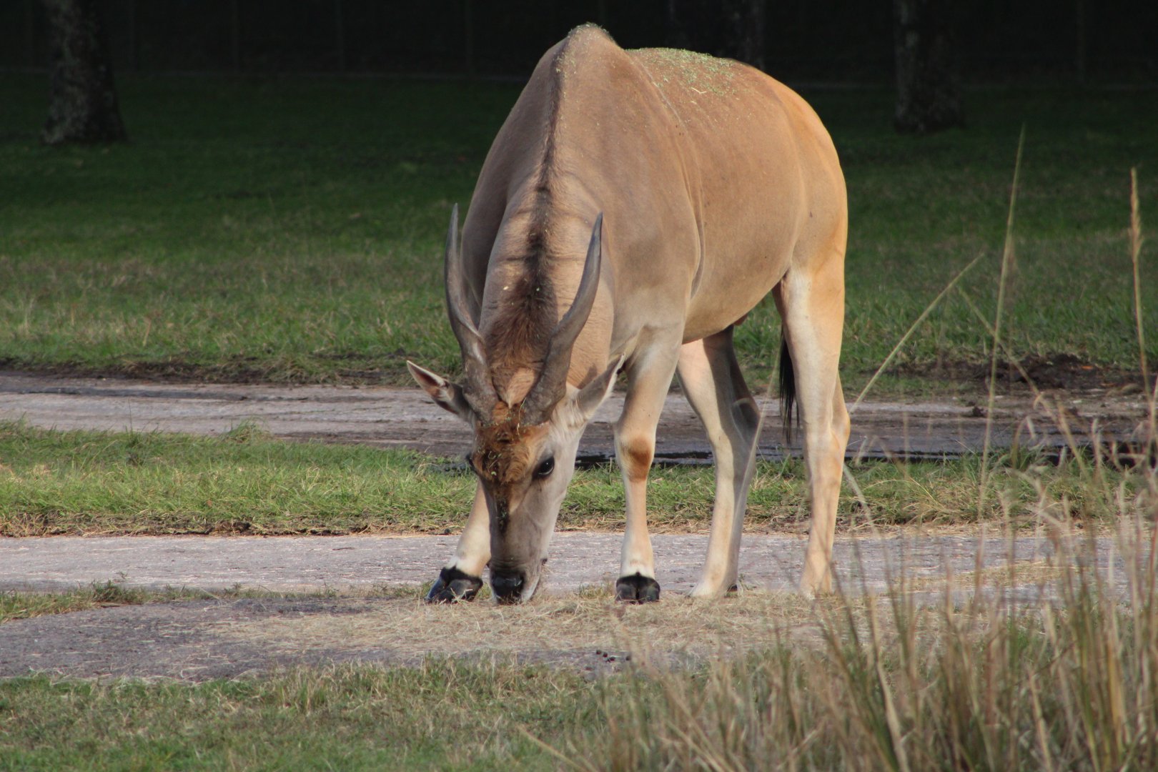 Common Eland (Taurotragus oryx)
