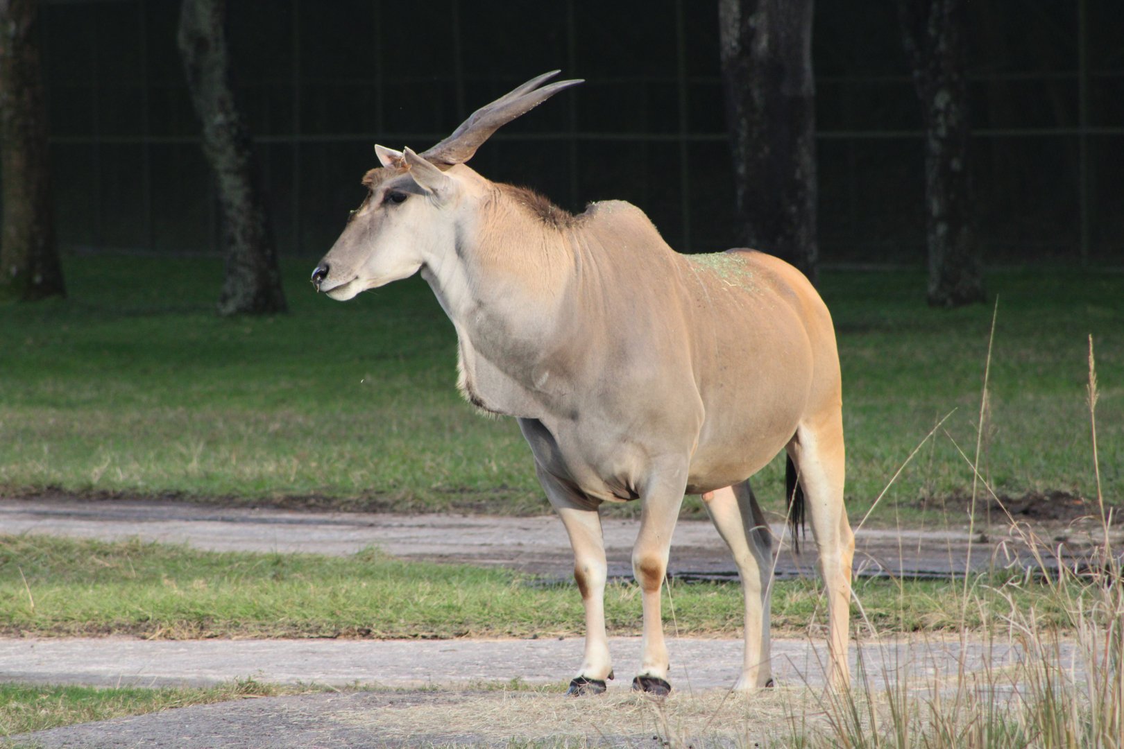 Common Eland (Taurotragus oryx)