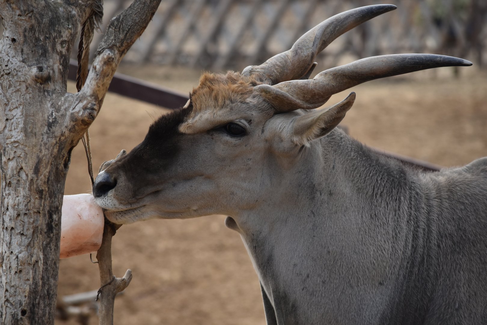 Common eland (Taurotragus oryx)