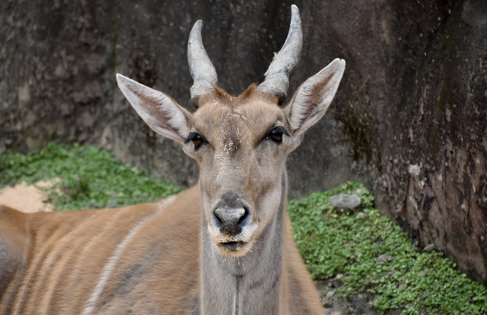 Common Eland (Taurotragus oryx)