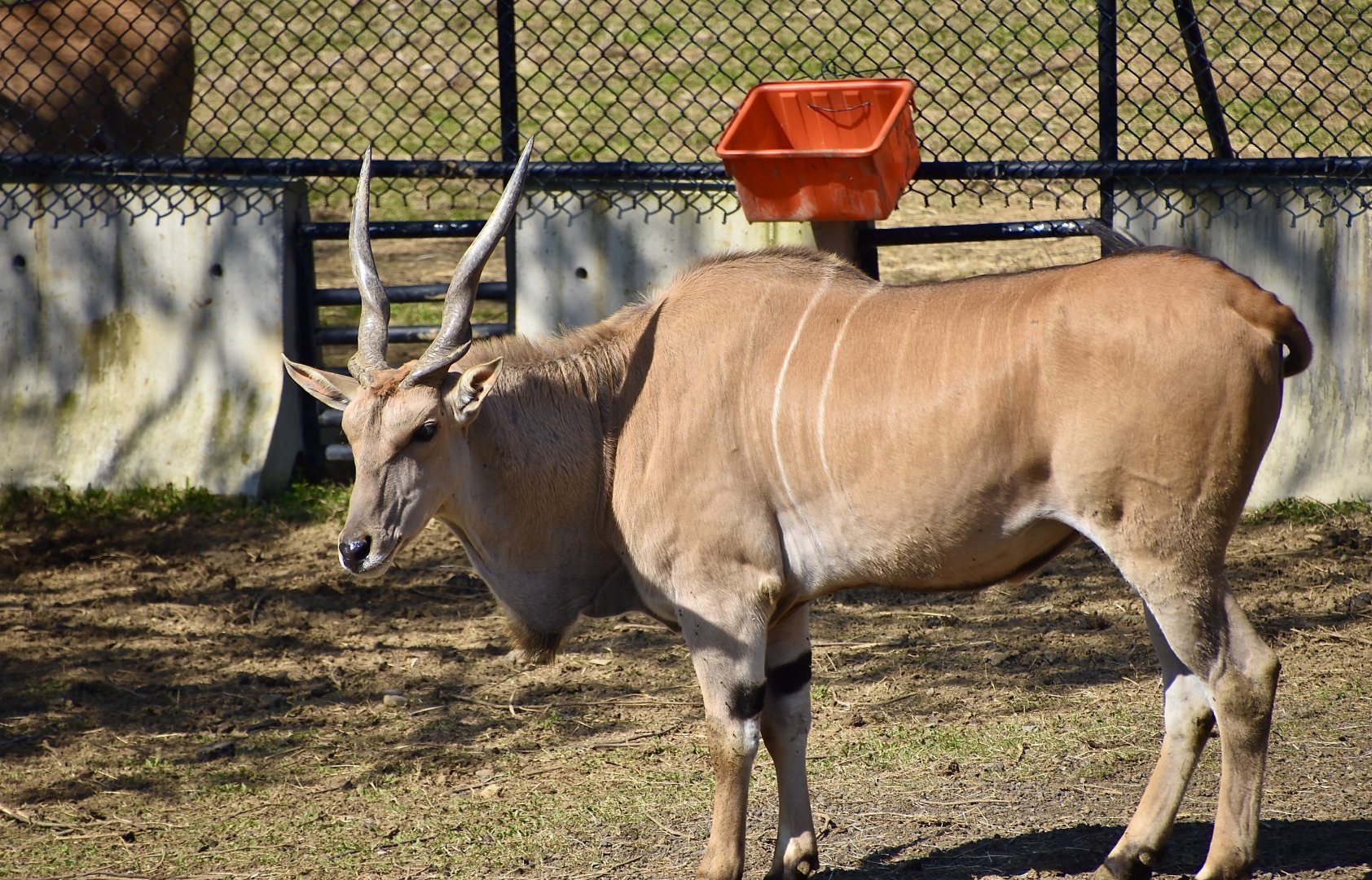 Common Eland (Taurotragus oryx)