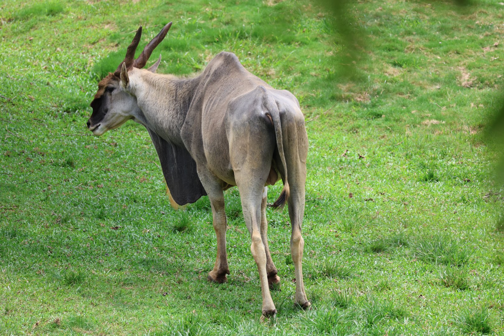Common eland (Taurotragus oryx)