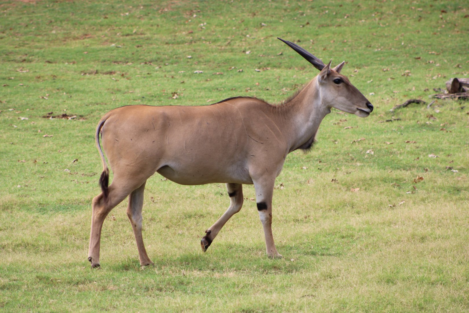 Common Eland (Taurotragus oryx)