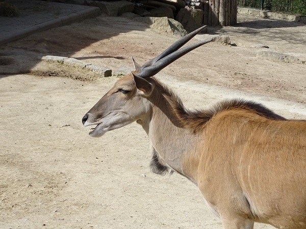 Common eland (Tragelaphus oryx) (04/22)