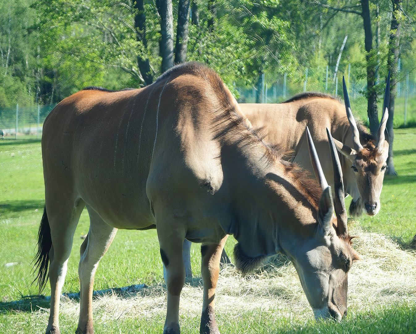 Common eland (Tragelaphus oryx), 2023-05-19