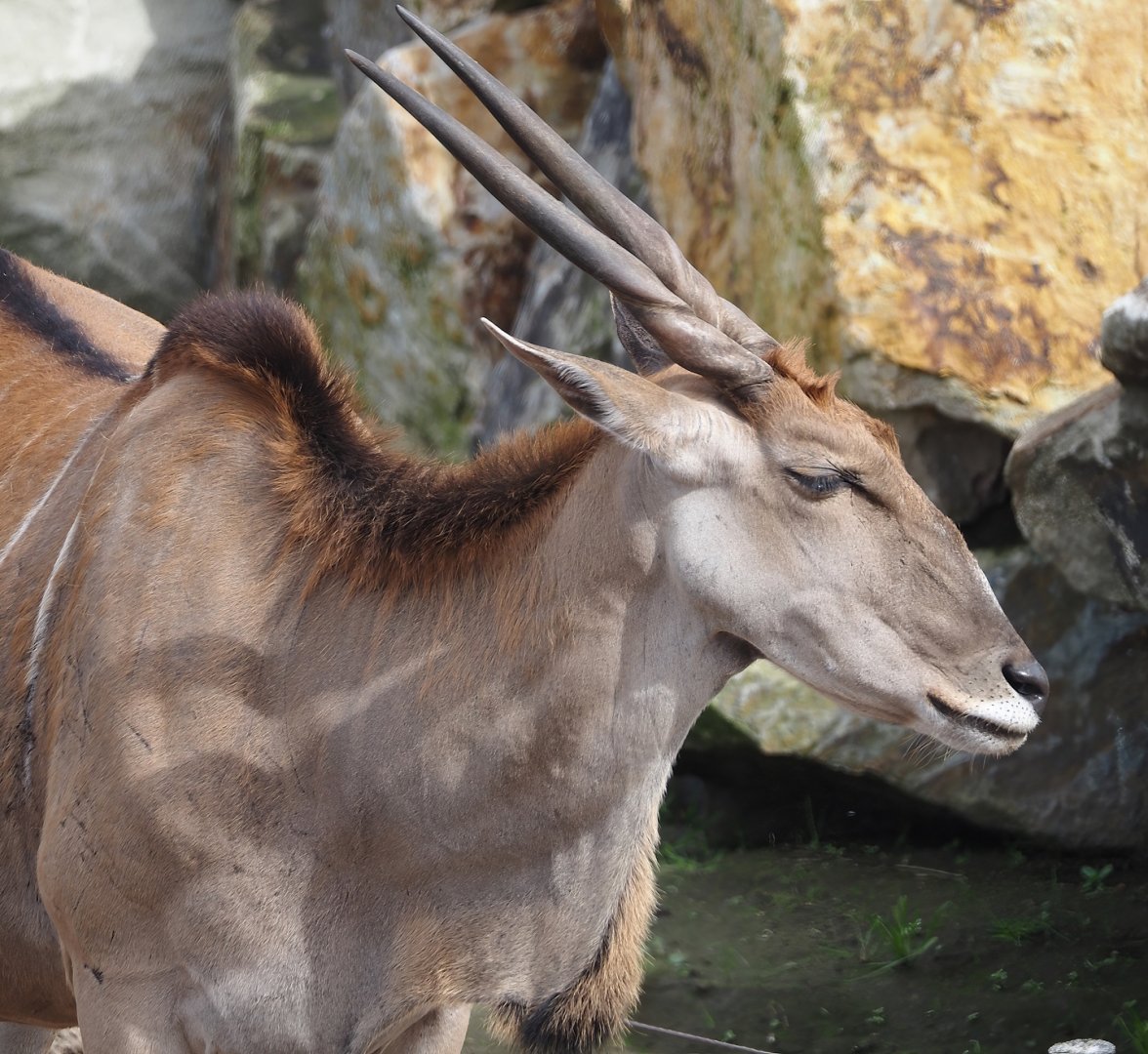 Common eland (Tragelaphus oryx), 2024-04-06
