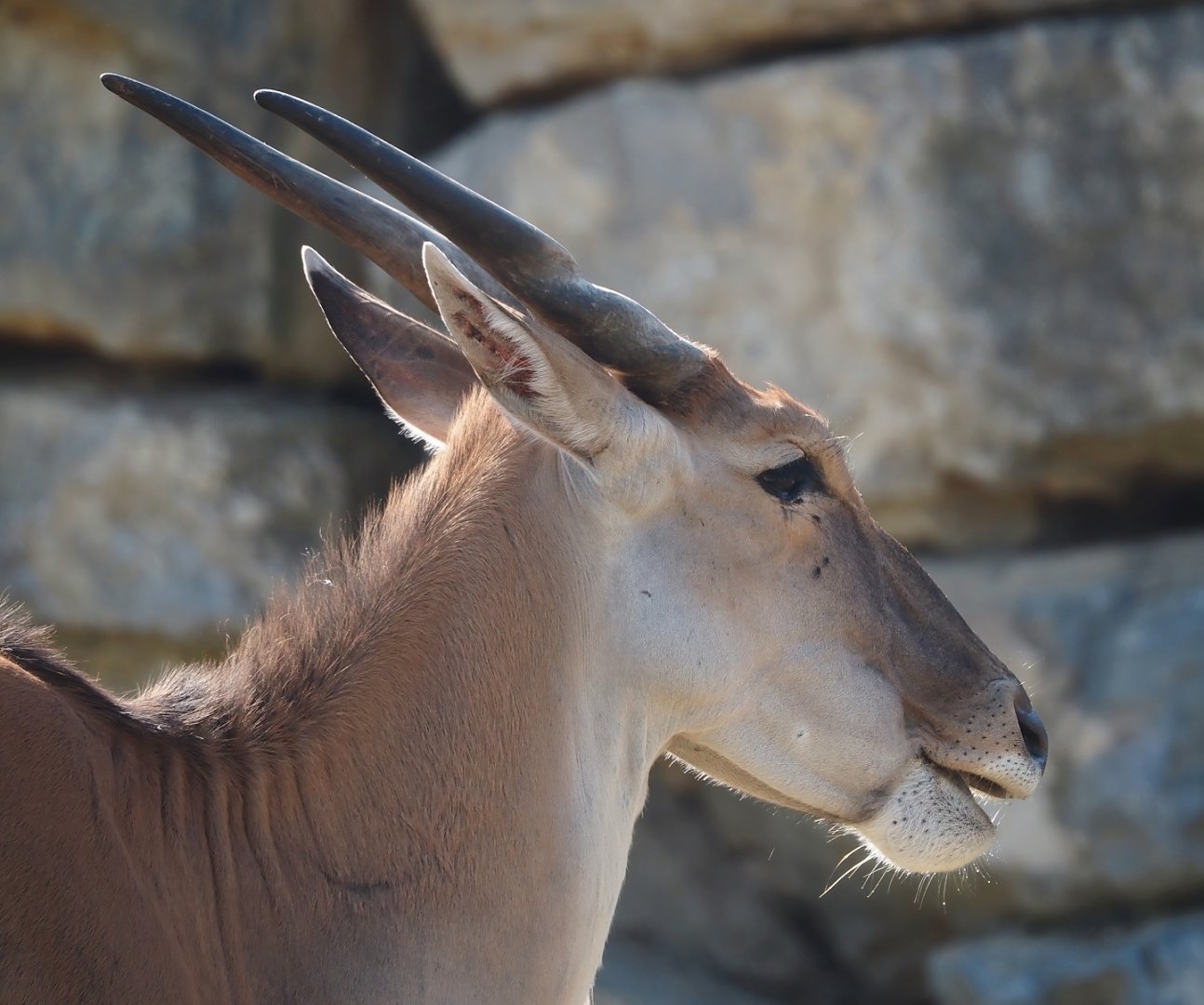 Common eland (Tragelaphus oryx), 2024-09-17