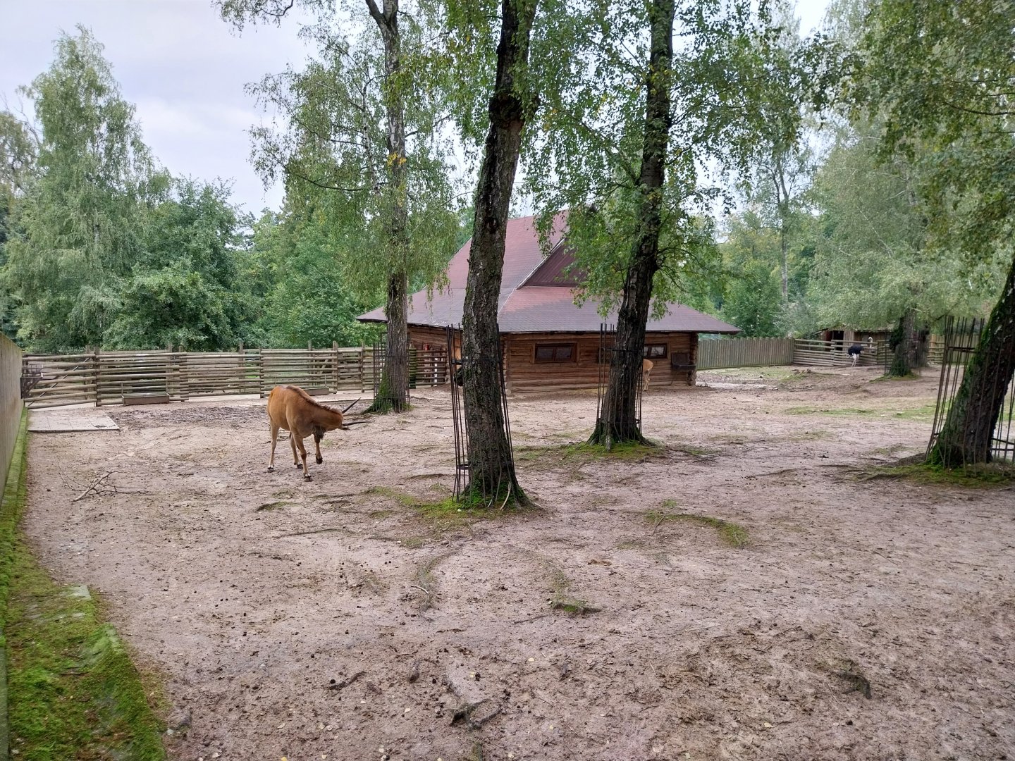 Common Eland (Tragelaphus oryx) and Common Ostrich (Struthio camelus)